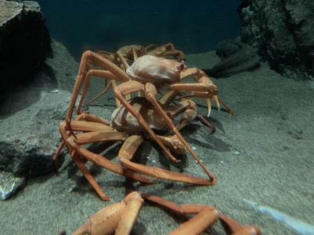 【料理人が徹底比較】紅ズワイガニとズワイガニの違い｜味・値段・旬・見分け方まで解説